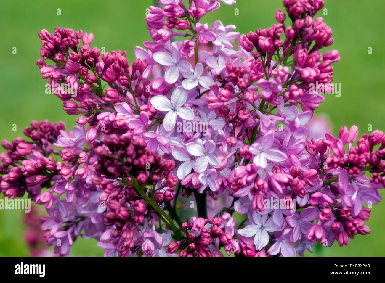 Lavender Lady Lilac Hulda Klager Lilac Gardens Woodland Washington