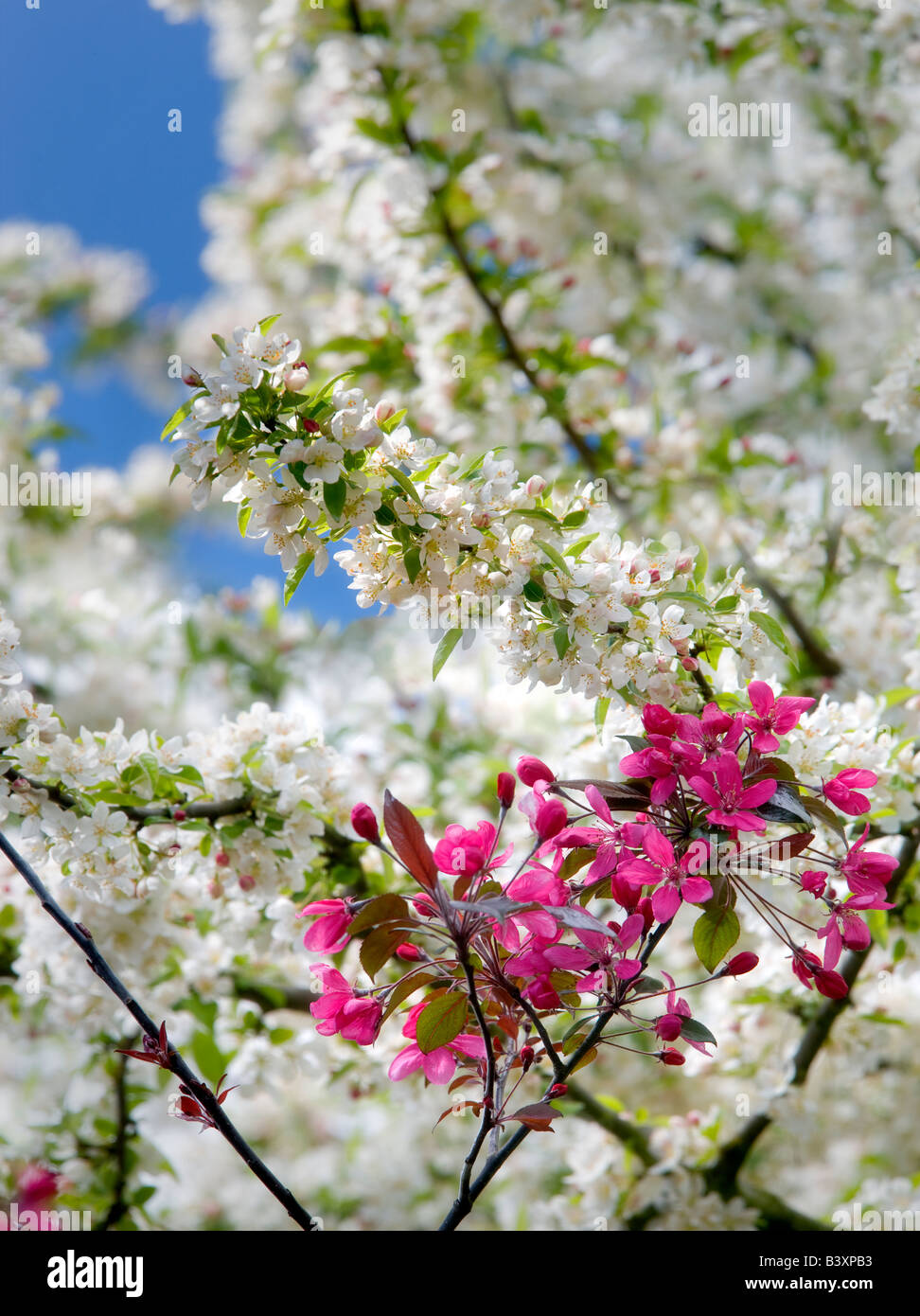 Cherry Blossoms Hulda Klager Lilac Gardens Woodland Washington Stock