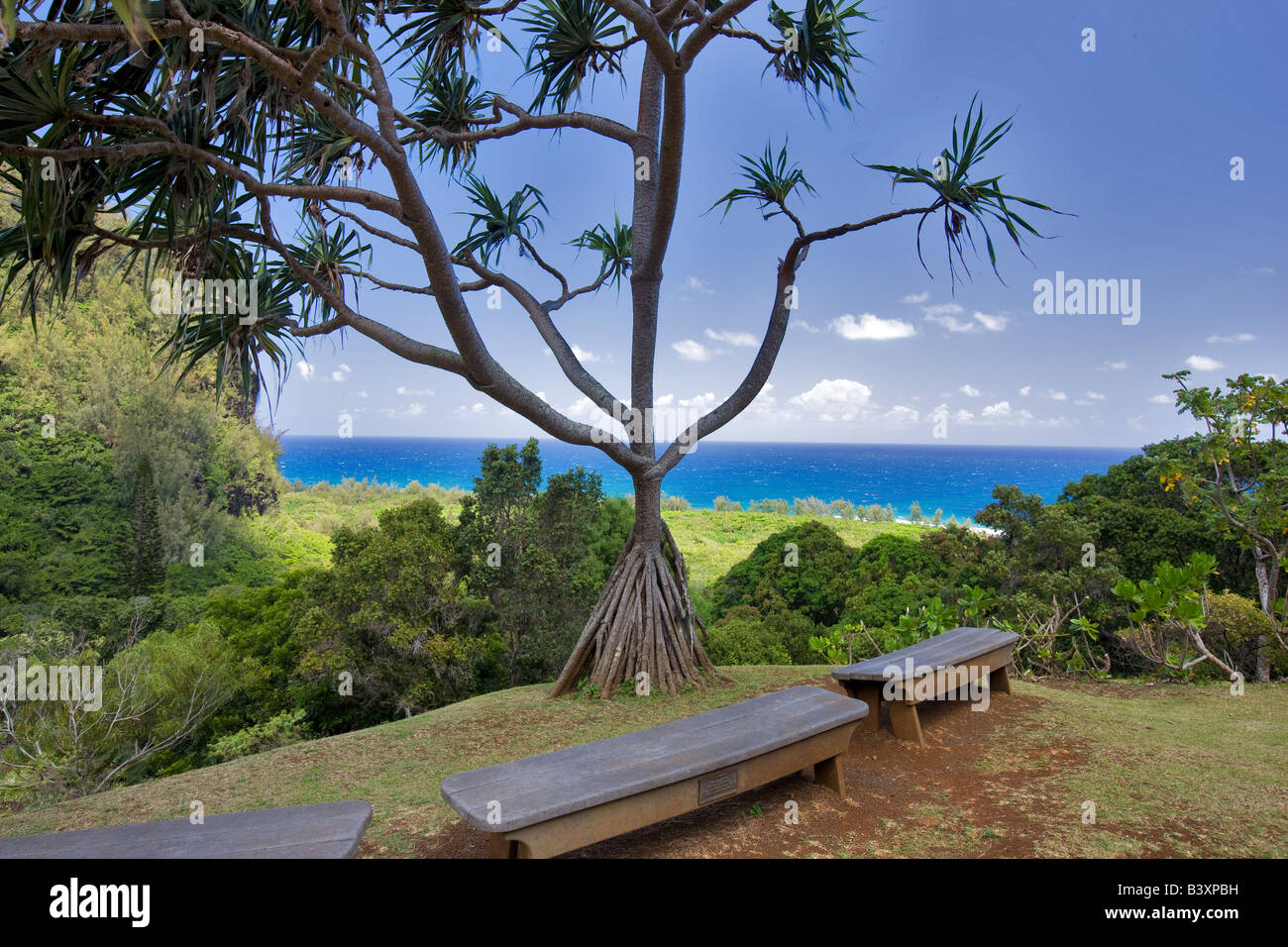 Hala Pandanus tectorius and benches Limahuli Garden Kauai Hawaii Stock Photo