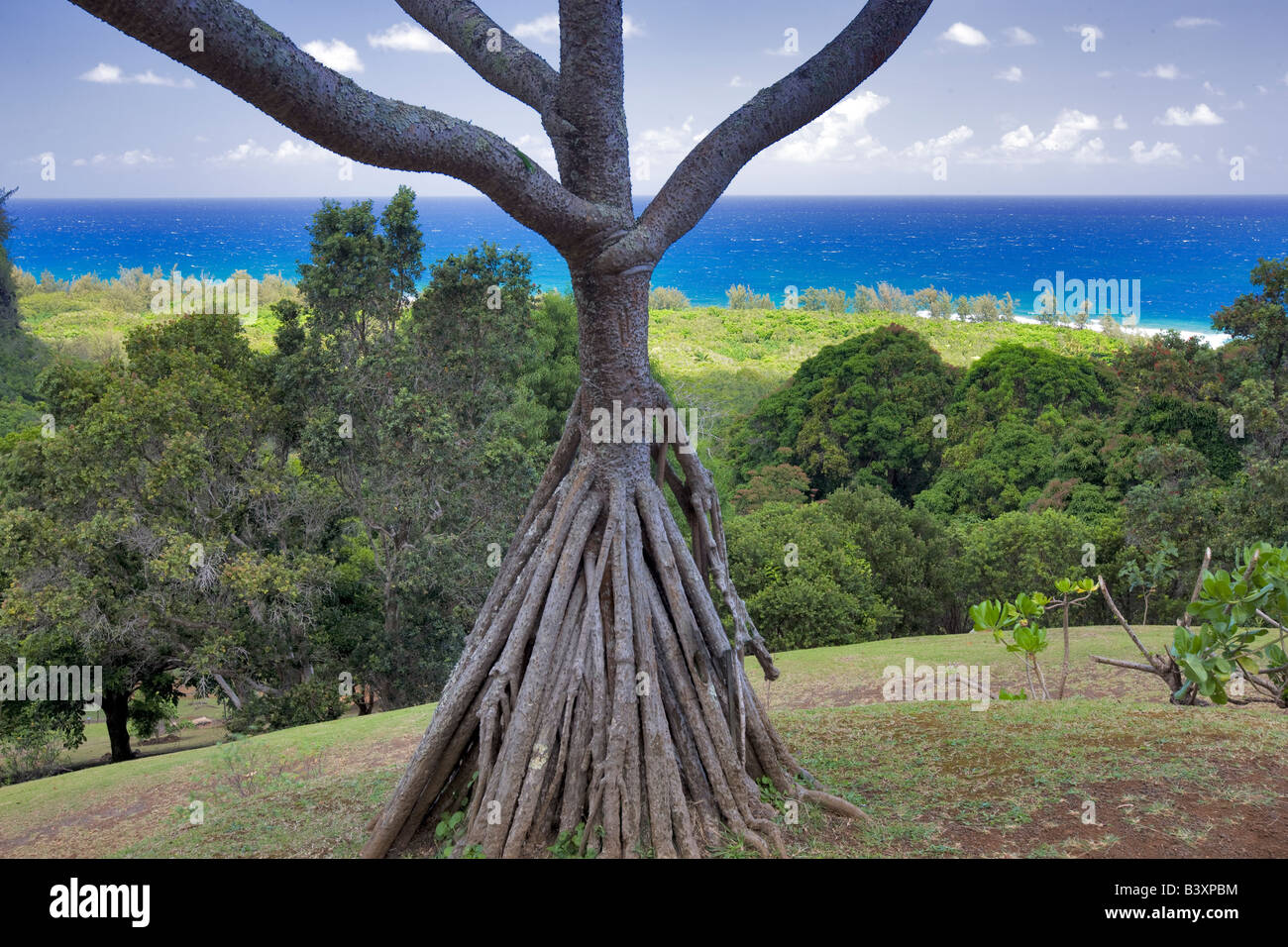 Hala Pandanus tectorius Limahuli Garden Kauai Hawaii Stock Photo