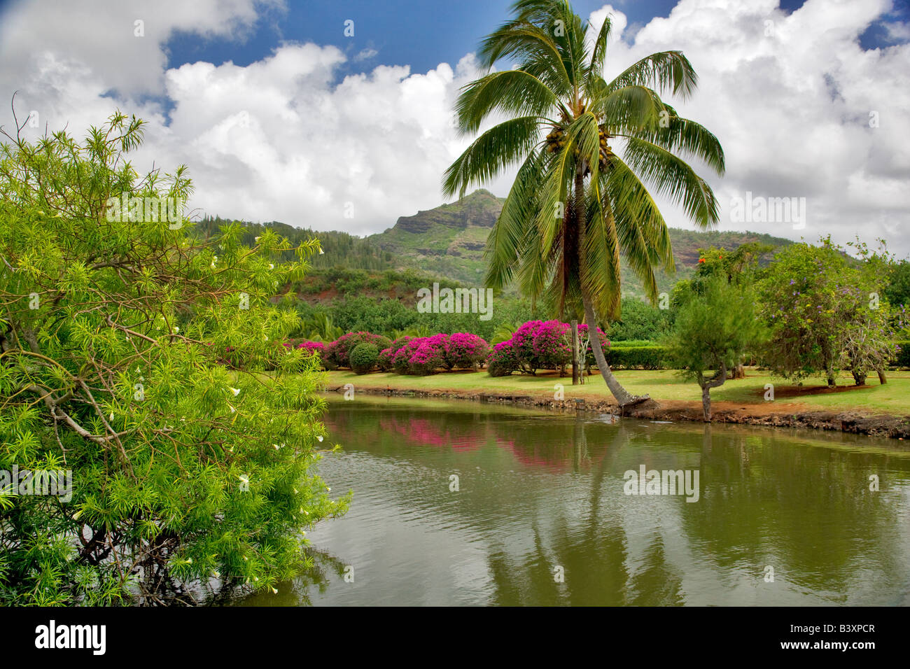 Palm over pond at Smith s Tropical Gardens Kauai Hawaii Stock Photo