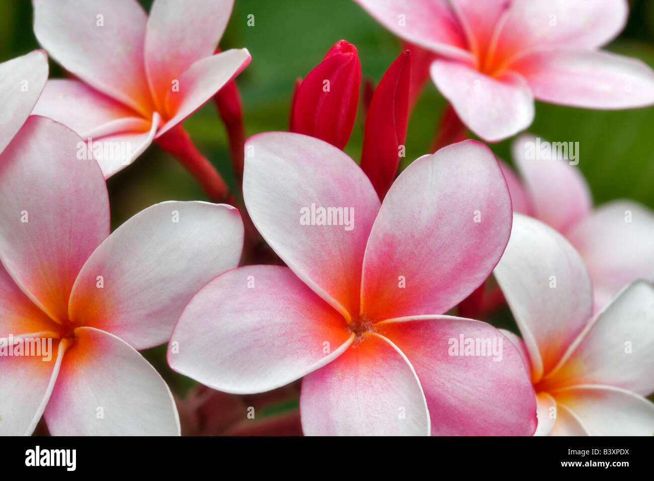 Plumaria or Frangipani bloom Kauai Hawaii Stock Photo