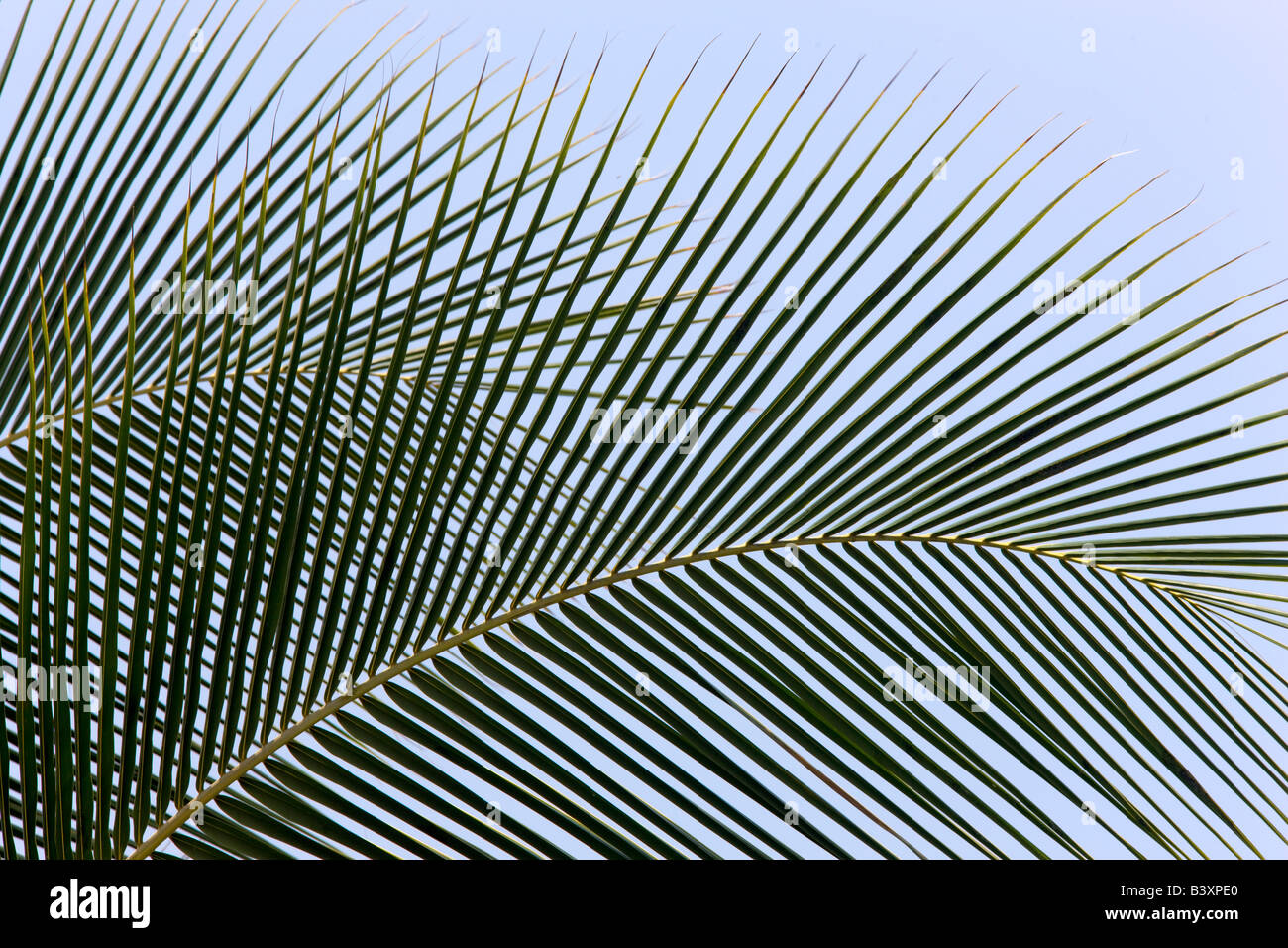 Close up of palm tree leaves Kaiai Hawaii Stock Photo