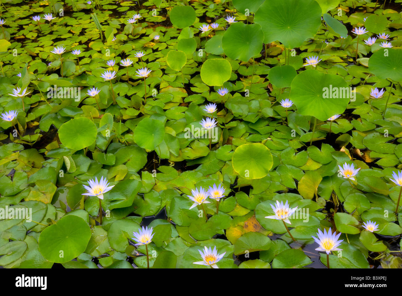 Water lilies in pond Kauai Hawaii Stock Photo Alamy