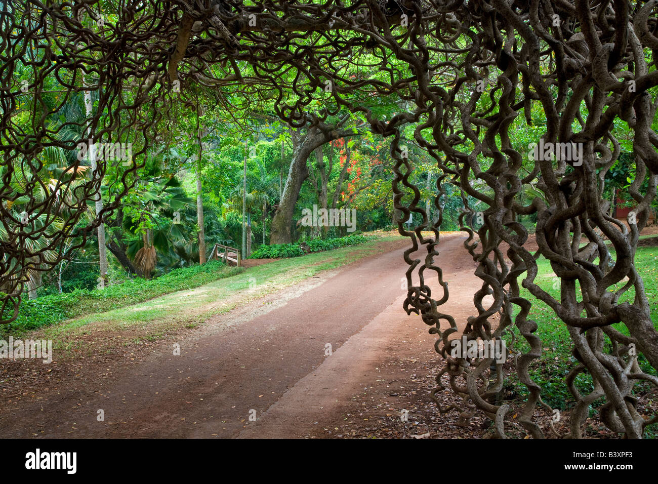 Road through National Tropical Botanical Garden with Red Jade Vine New Guinea Creeper Kauai Hawaii Stock Photo