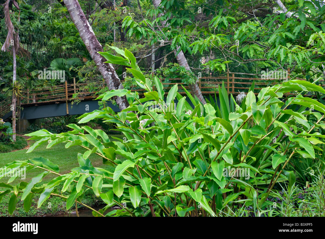 Bamboo Bridge In National Tropical Botanical Garden Kauai Hawaii