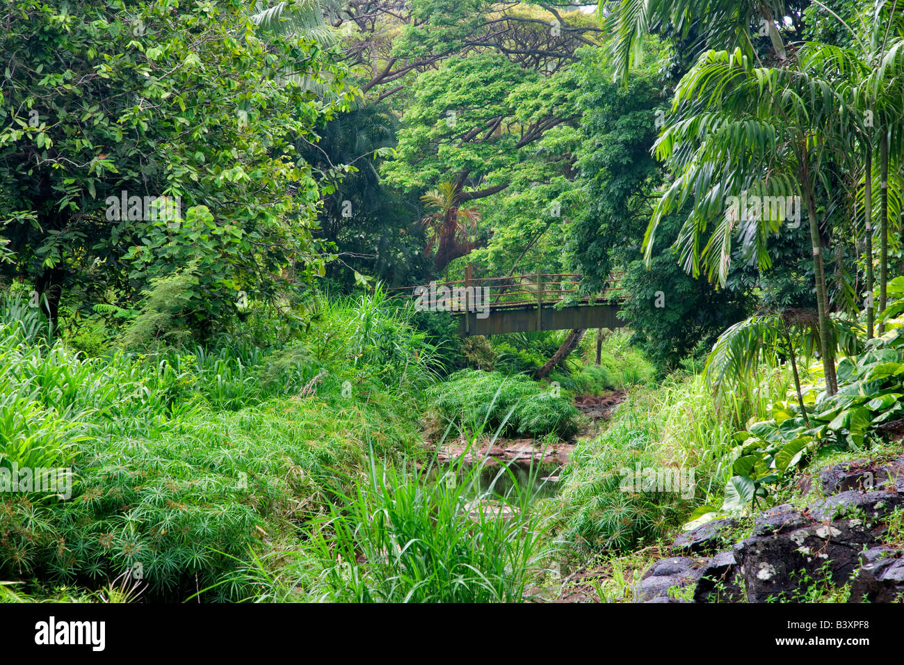 Bamboo bridge in National Tropical Botanical Garden Kauai Hawaii Stock ...