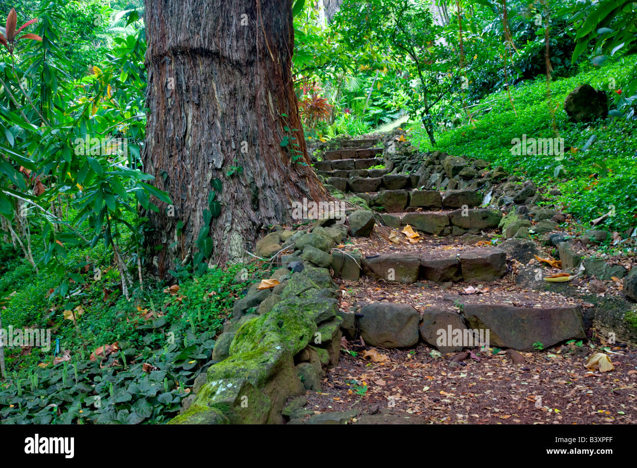 Pathway in National Tropical Botanical Garden Kauai Hawaii Stock Photo ...