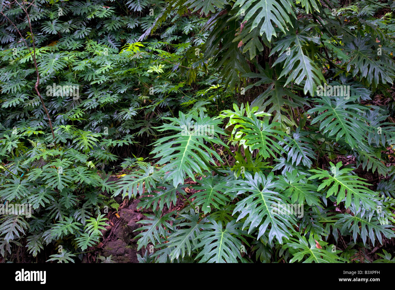 Philodendron leaves in National Tropical Botanical Garden Kauai Hawaii Stock Photo