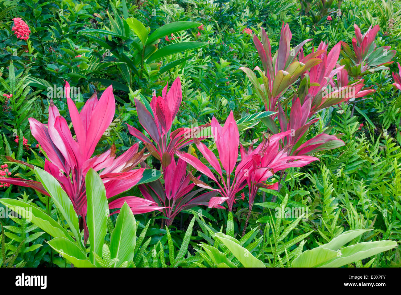 Red ti plants Kauai Hawaii Stock Photo