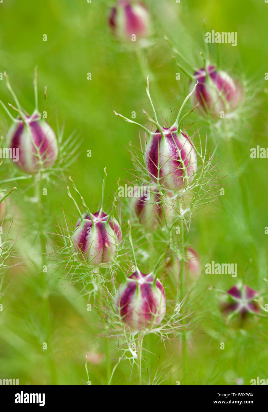 Nigella flower seed hi-res stock photography and images - Alamy