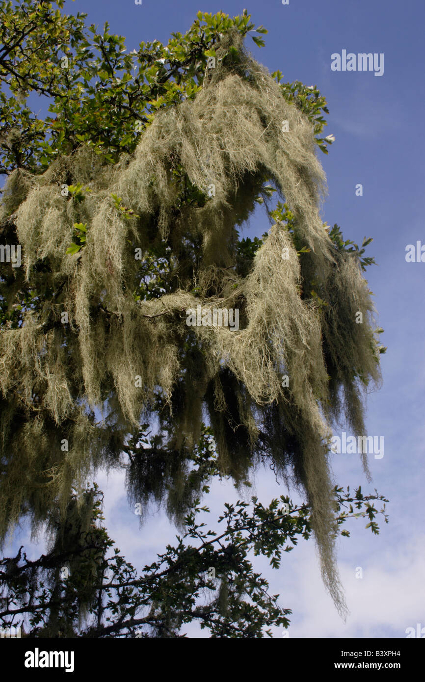 String of sausages lichen Usnea articulata UK Stock Photo