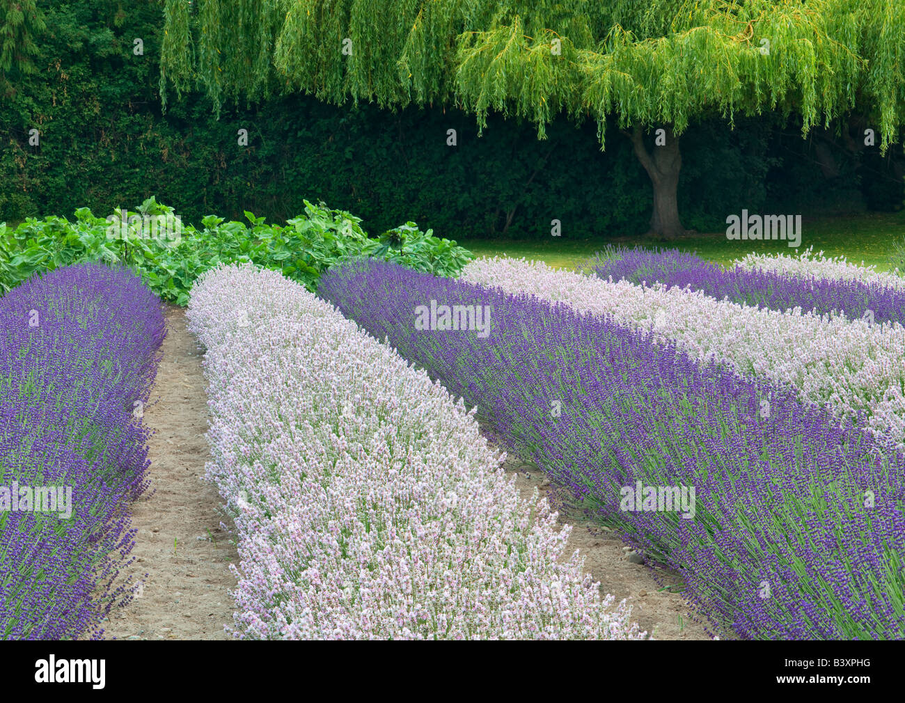Rows Of Lavender And Weeping Willow Tree Purple Haze Lavender Farm Washington Stock Photo Alamy