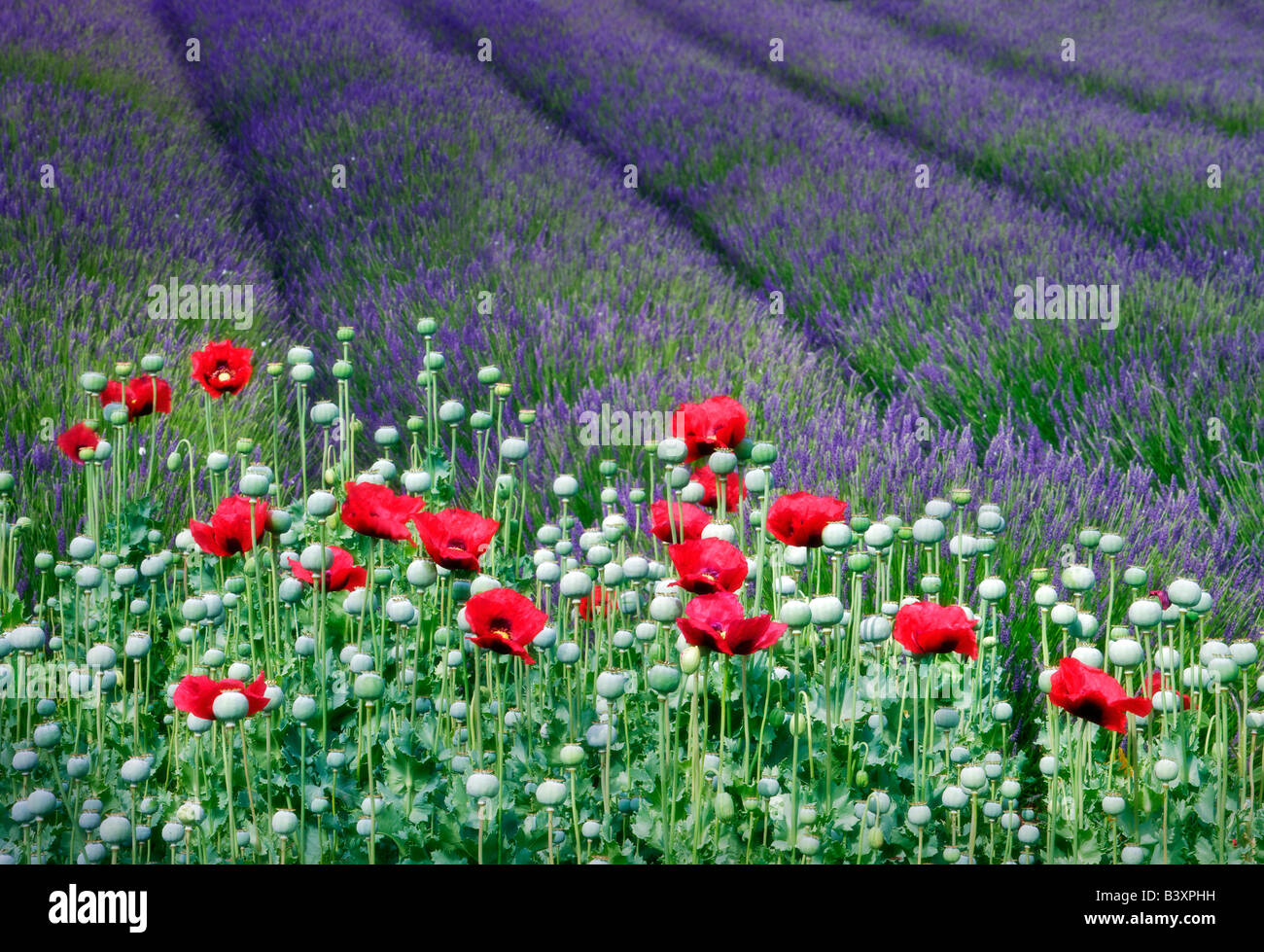 Red poppies and lavender field Jardin du Soleil Washington Stock Photo