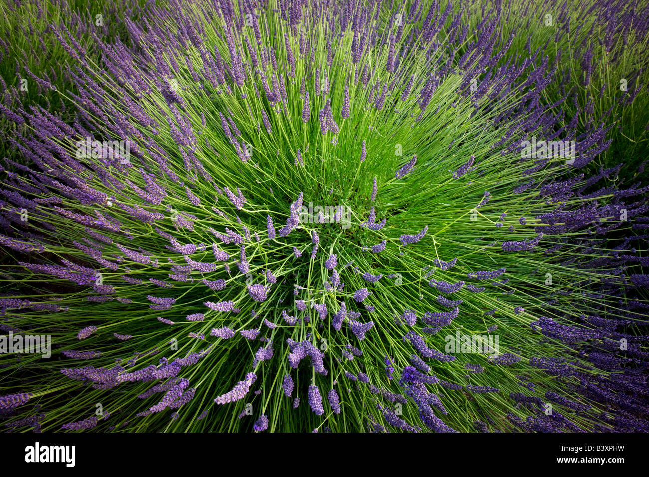Close up of lavender plant in bloom Washington Stock Photo