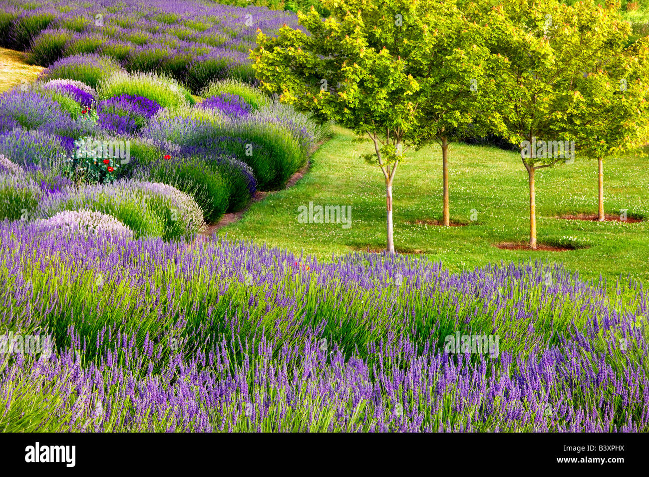 Jardin du Soleil lavendar farm Washington Stock Photo