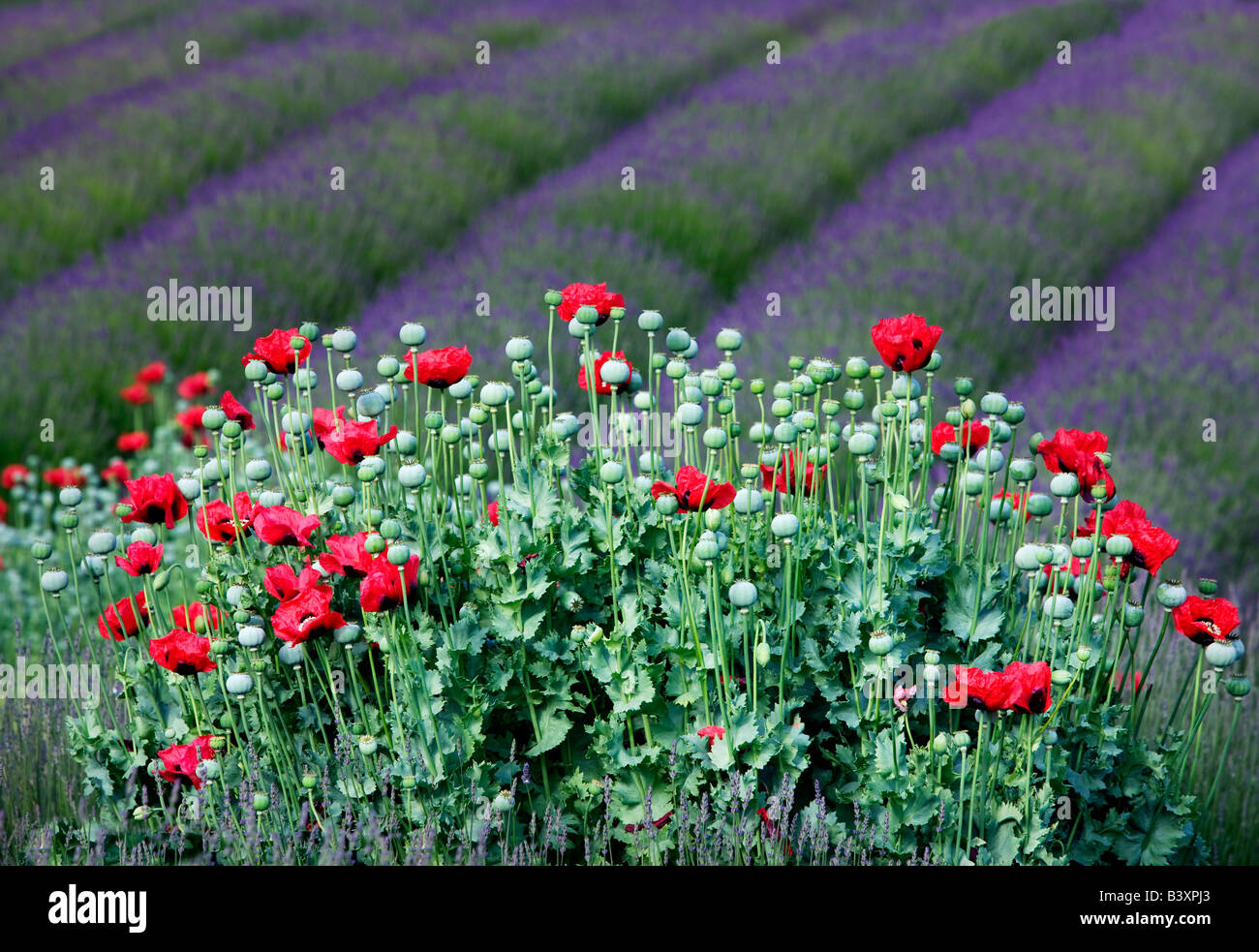 Red poppies and rows of lavender Jardin du Soleil lavendar farm Washington Stock Photo