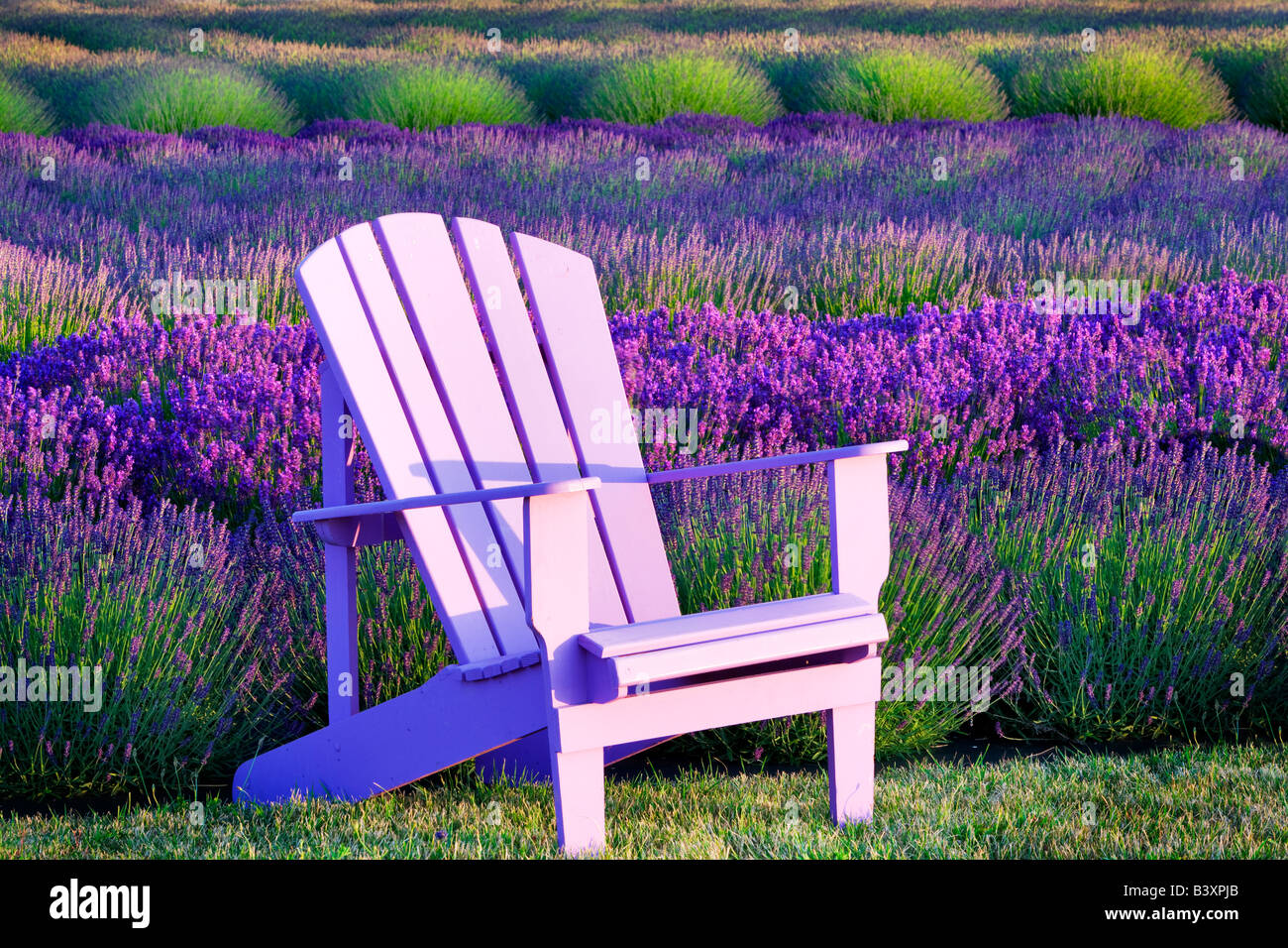 Chair in lavender field Angels Lavender Farm Washington Stock Photo