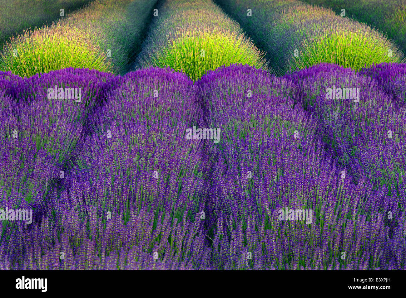 Rows of lavender Angels Lavender Farm Washington Stock Photo