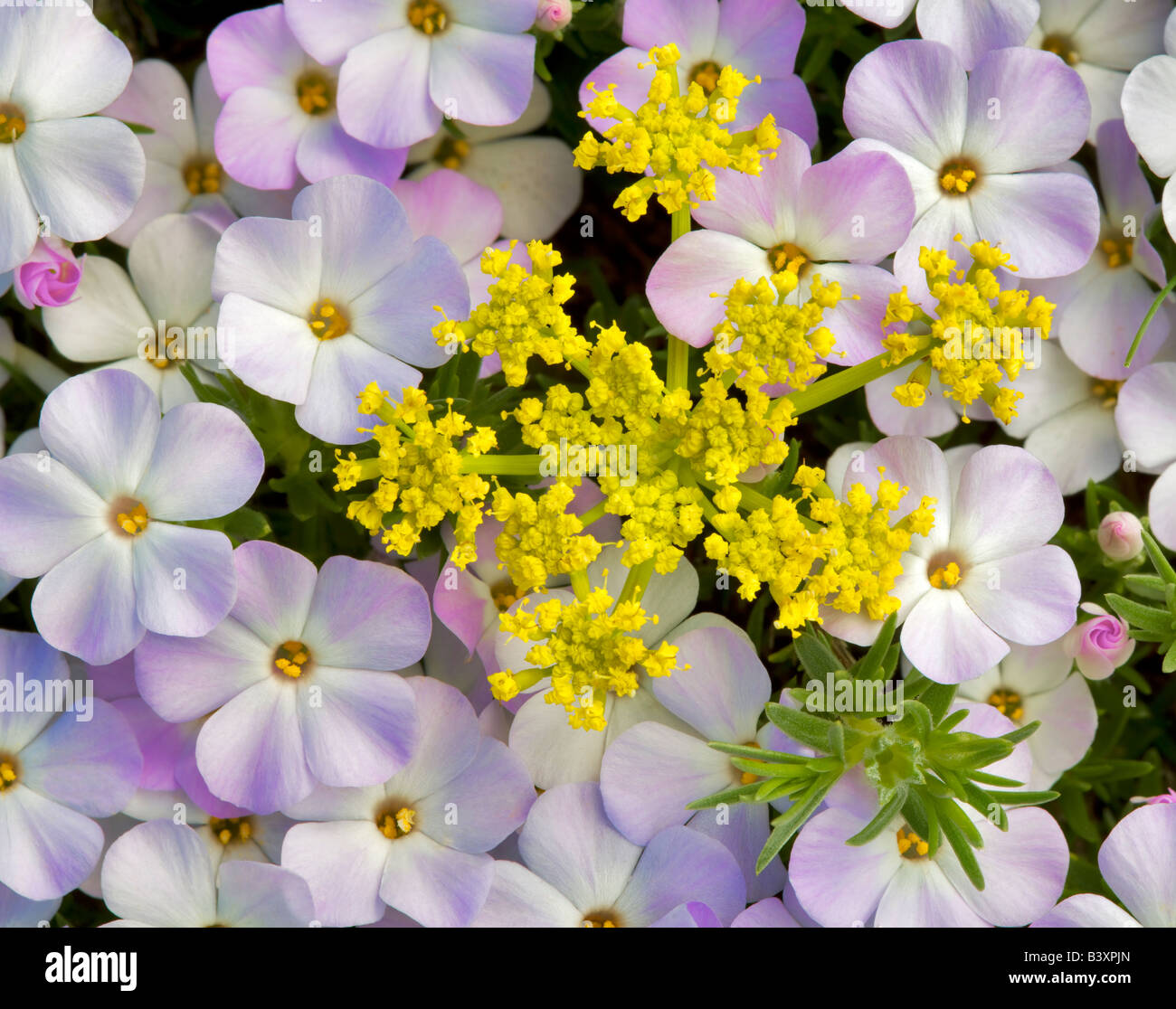 Phlox wildflower. Olympic National Park; WA Stock Photo