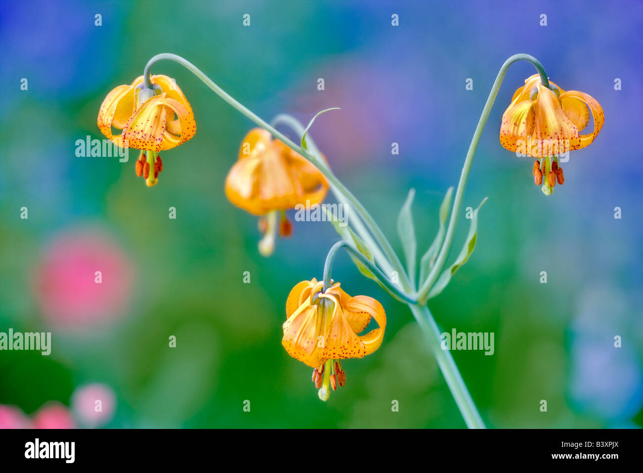 Tiger or Columbian lily lilium columbianum Hurricane Ridge Olympic National Park Washington Stock Photo