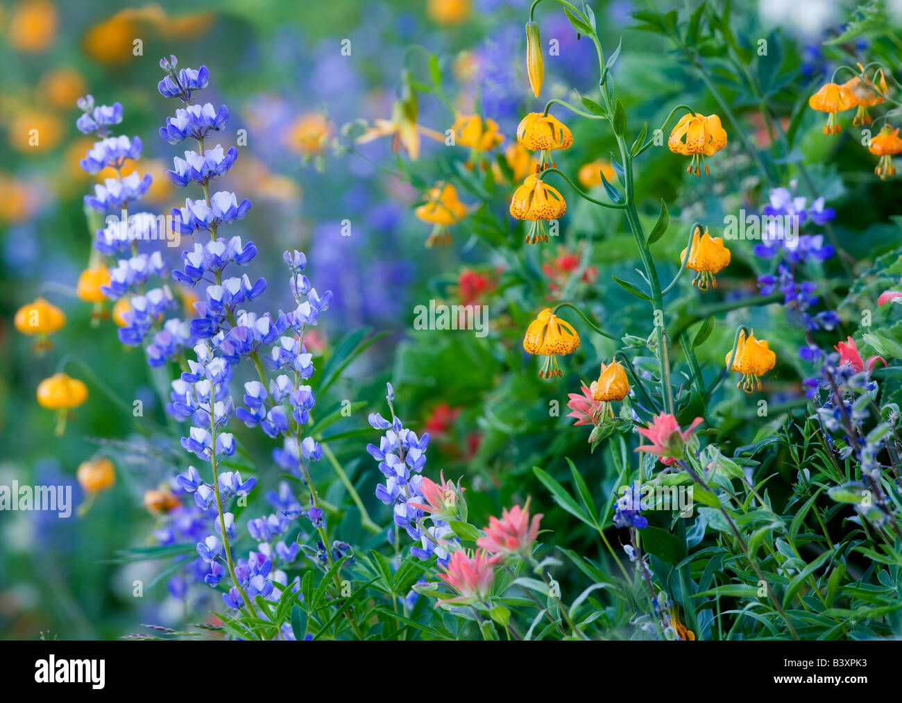 Mixed wildflowers Mostly lupine paintbrush and tiger lily Hurricane Ridge Olympic National Park Washington Stock Photo