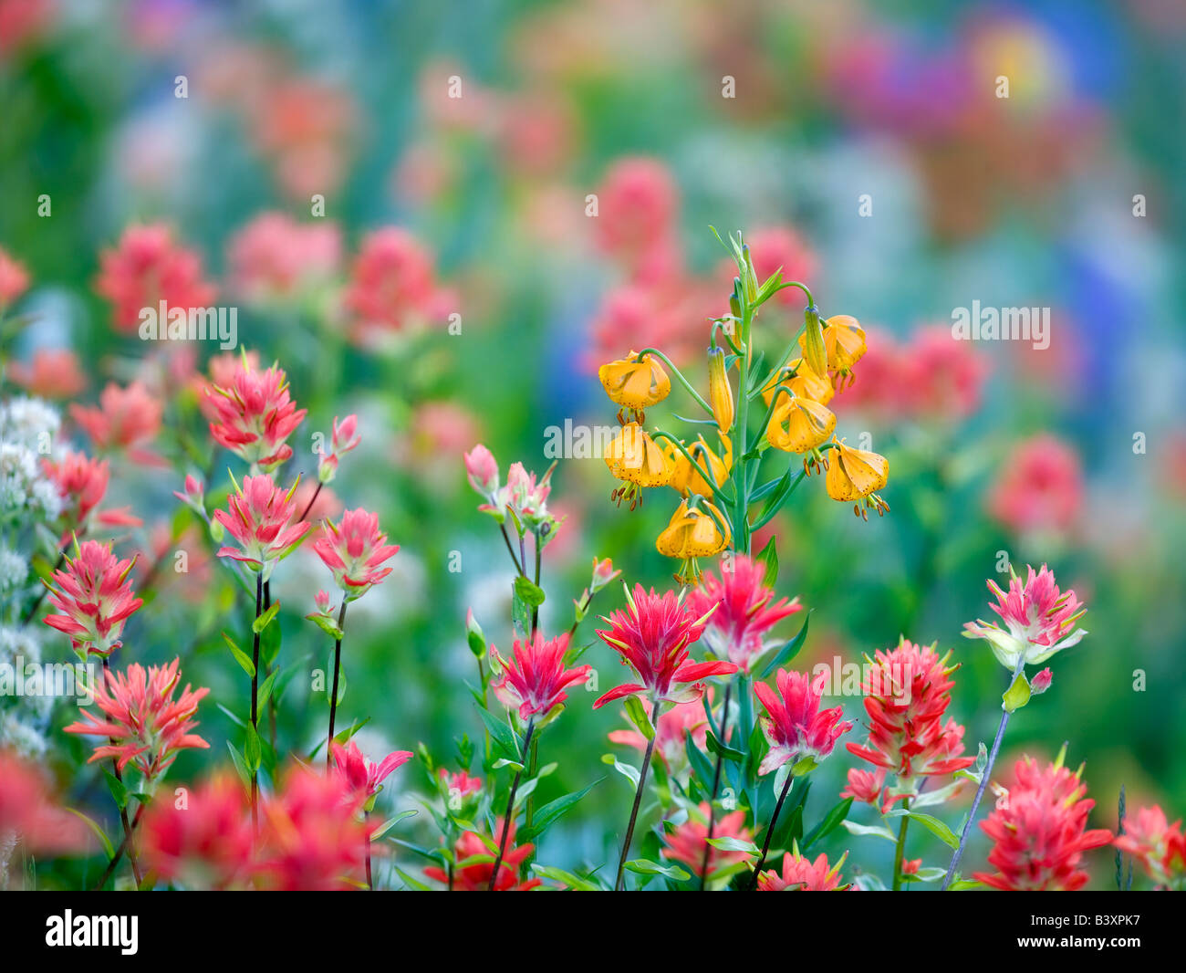 Mixed wildflowers Mostly lupine paintbrush and tiger lily Hurricane
