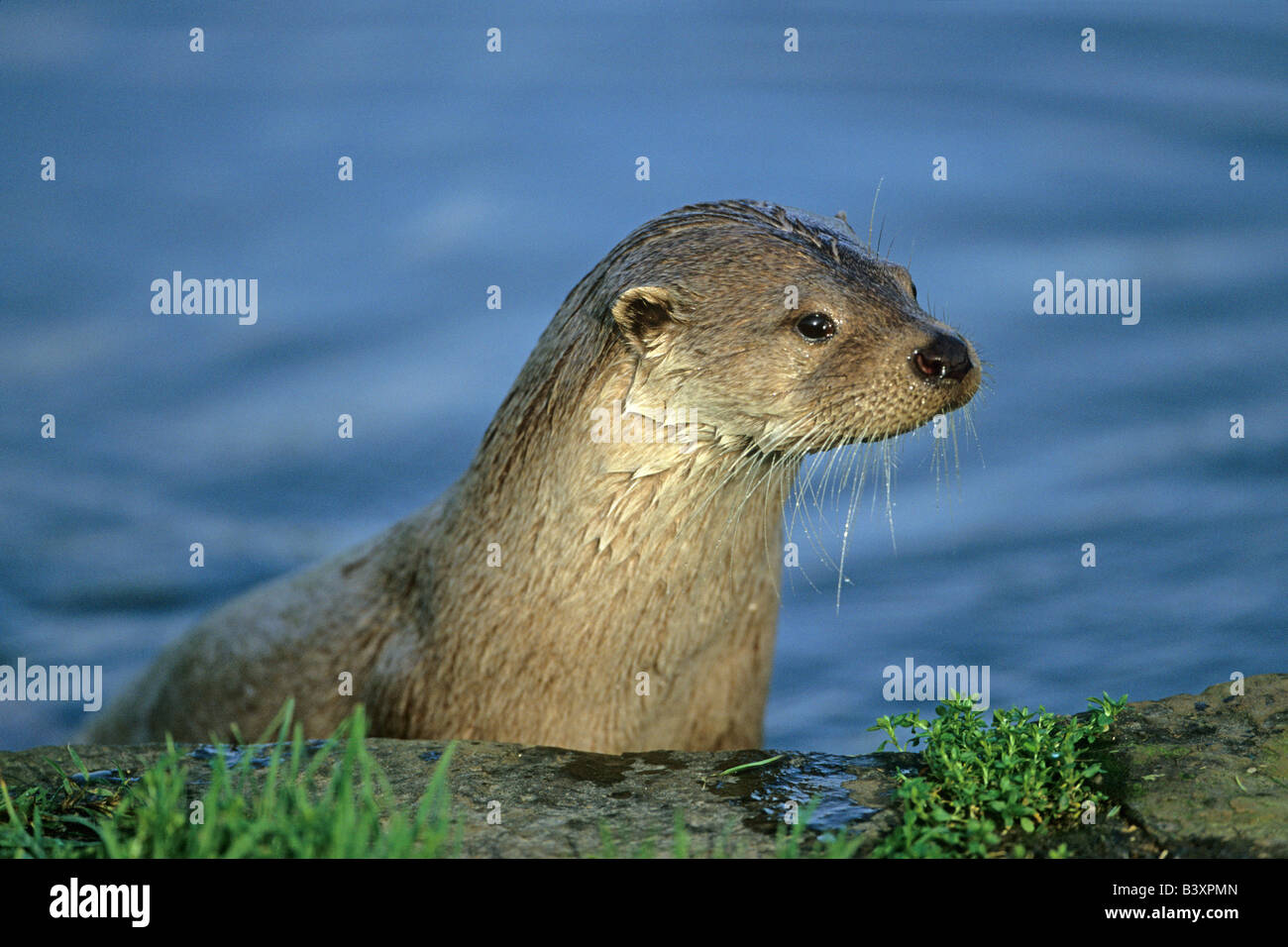 European River Otter Lutra lutra portrait of female on riverbank Stock Photo