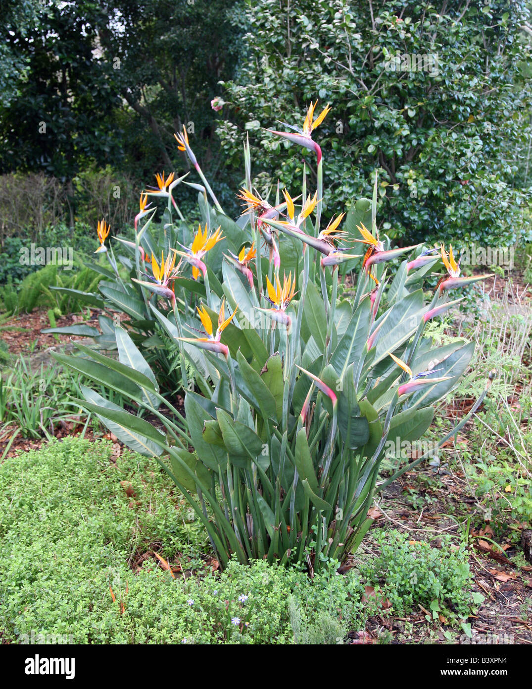 A clump of Bird of paradise plants Strelitzia or Crane flower as it is known in its native South Africa Stock Photo