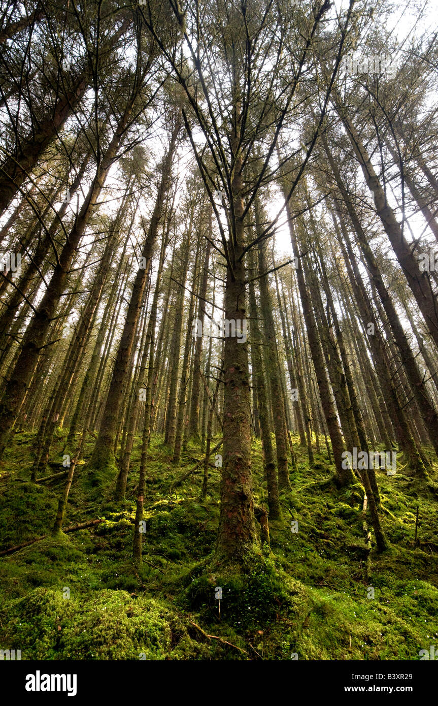 Gortin Glen Forest Park, dense pine forest. Ulster, Northern Ireland Stock Photo