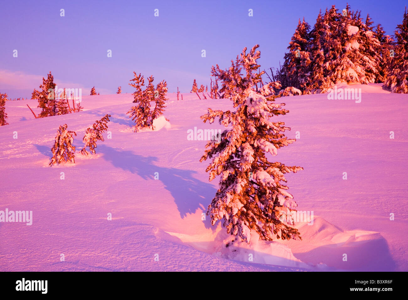 Trees in winter, Mount Hood, Oregon, USA Stock Photo