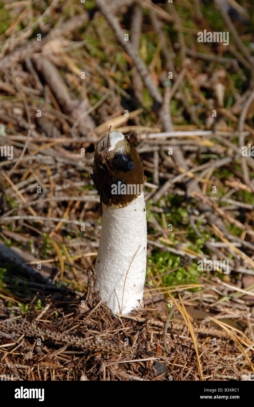 Mushroom under trees in autumn somewhere in polish forest Stock Photo
