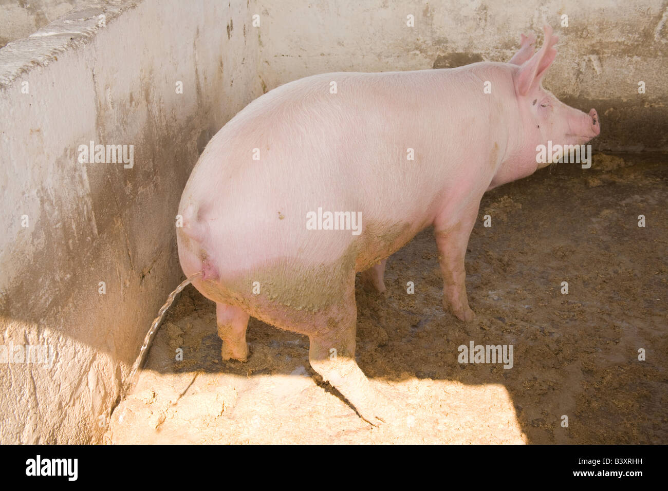 Landrace breeding boar in a sty Kafuie Zambia Africa Stock Photo - Alamy