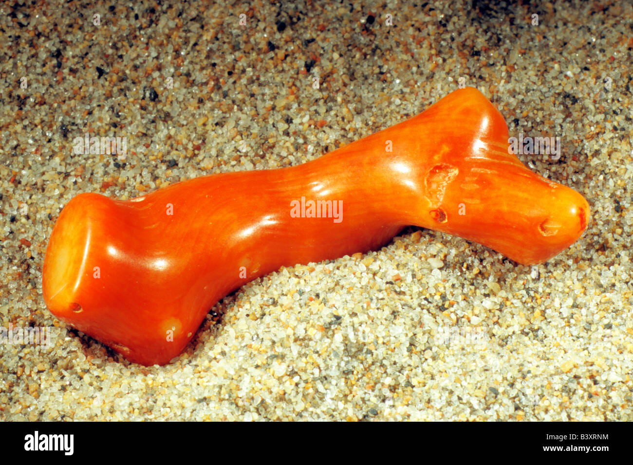 Polished piece of a Red Coral (Corallium rubrum) on sand Stock Photo