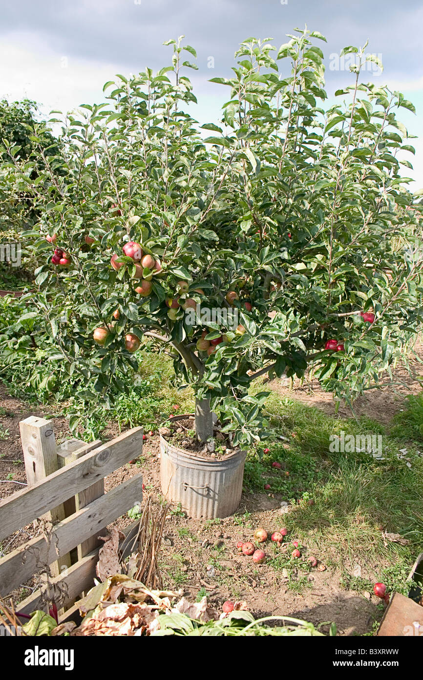 Apple tree on allotment, Faversham, Kent Stock Photo