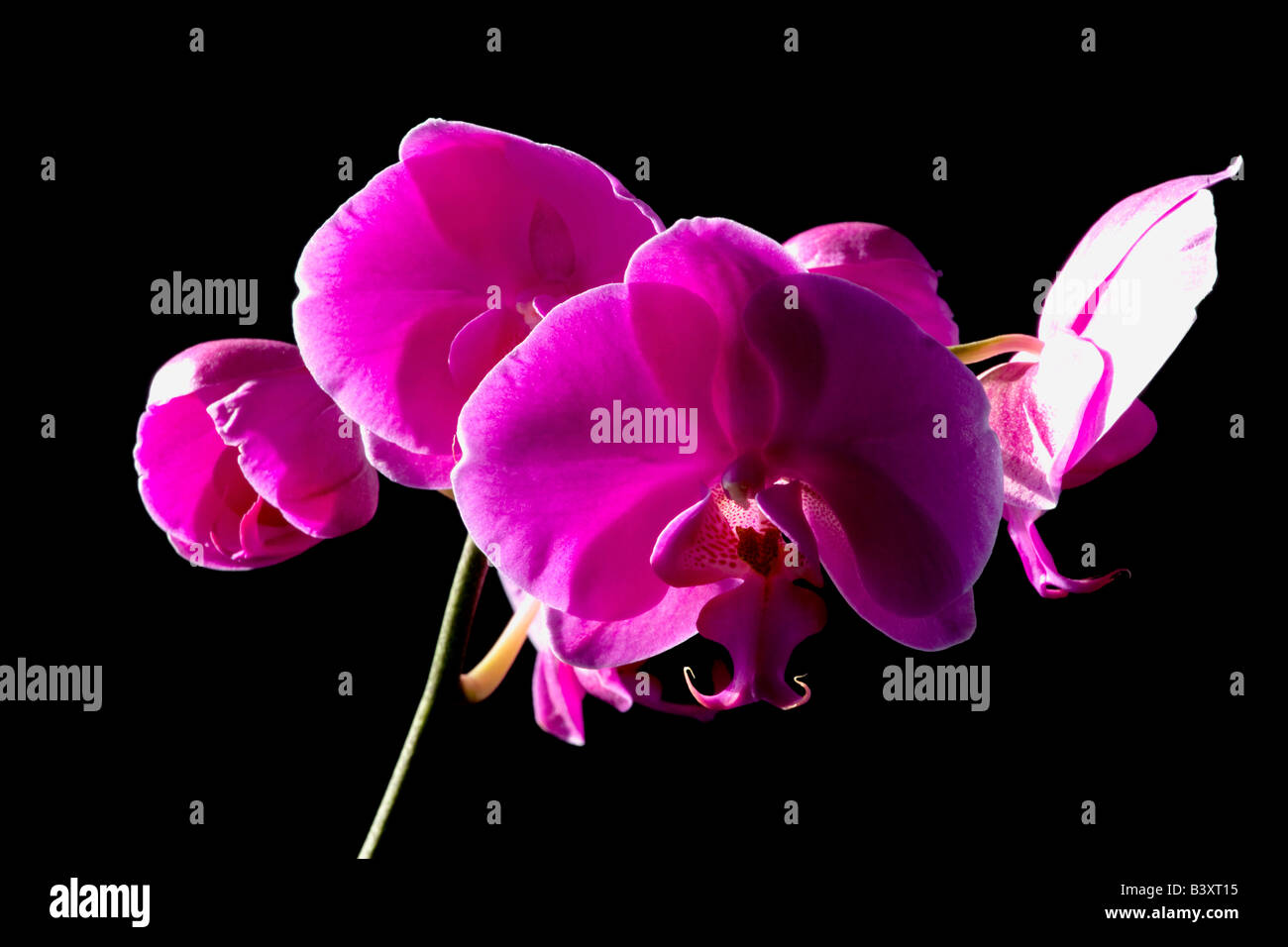 Purple flowers on black background Stock Photo