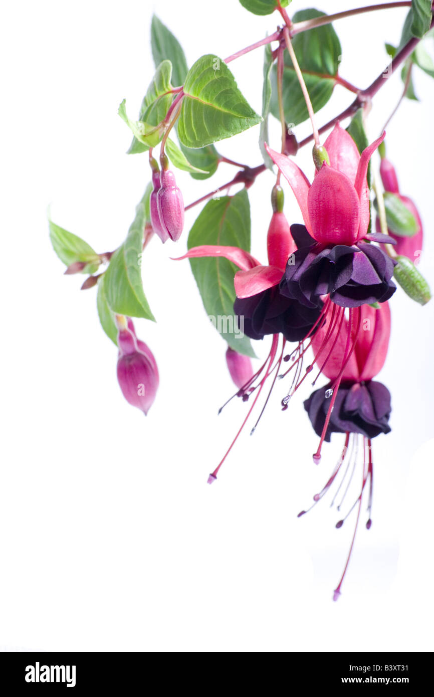A fuchsia plant isolated on a white background Stock Photo - Alamy