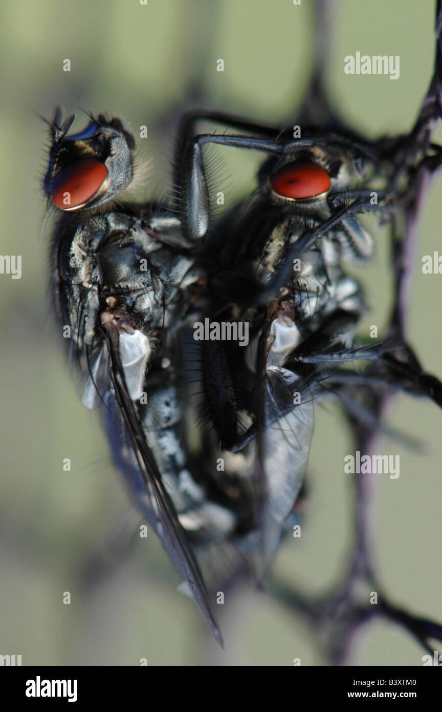 House flies uk hires stock photography and images Alamy