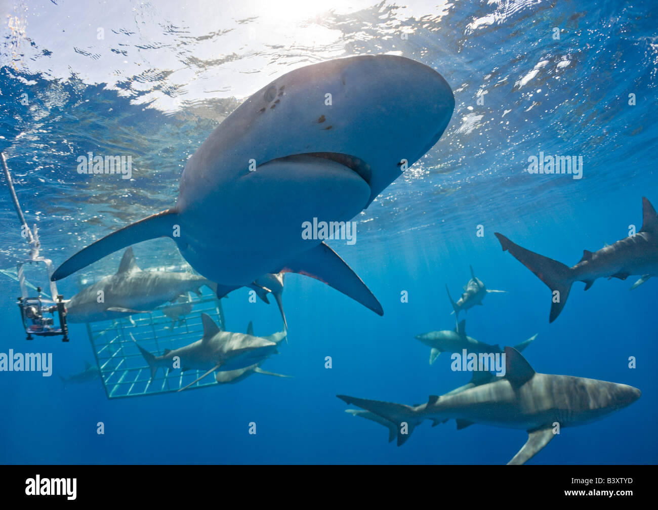 Galapagos Sharks Carcharhinus galapagensis Oahu Pacific Ocean Hawaii