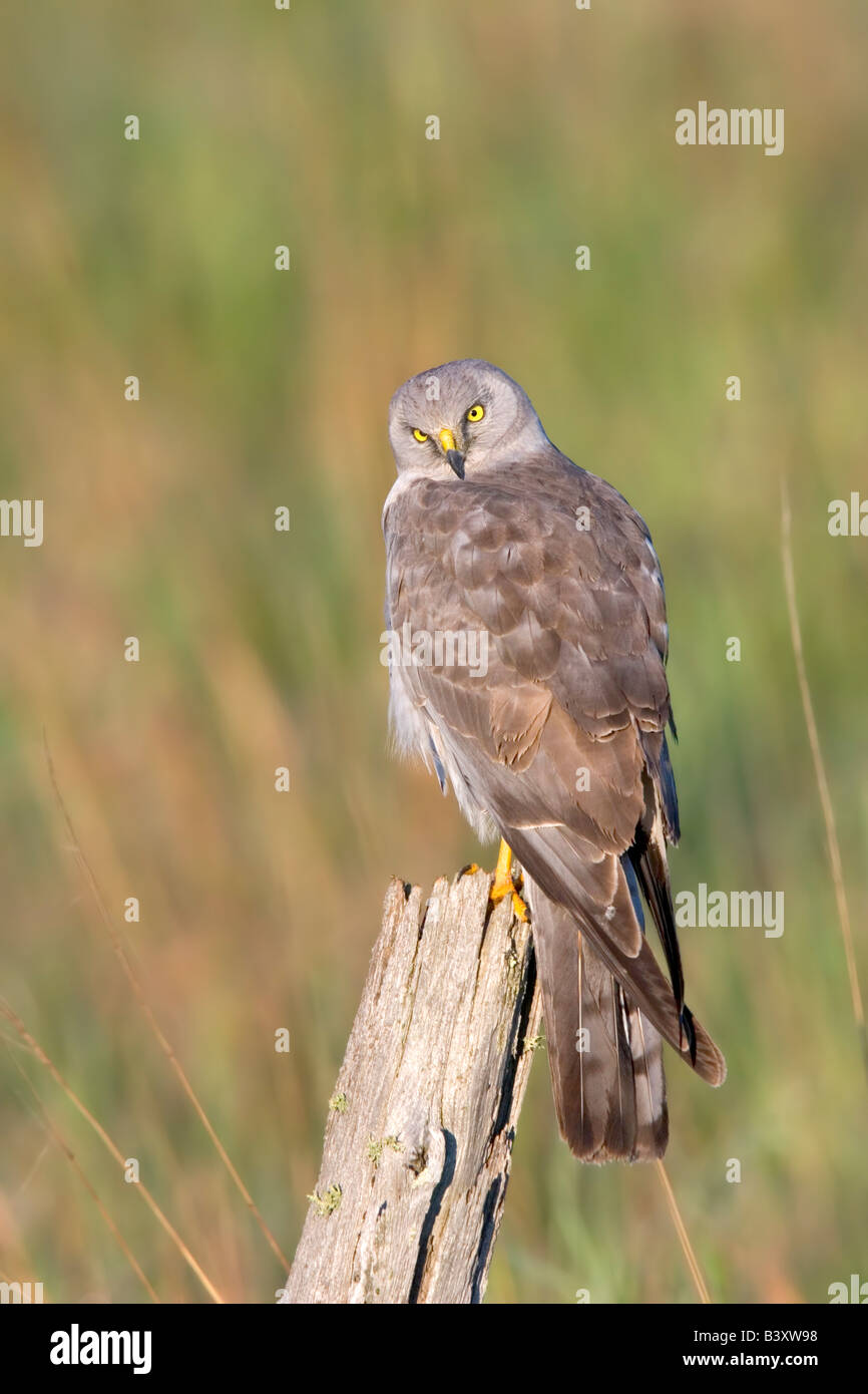 Northern harrier flying wings hi-res stock photography and images - Alamy