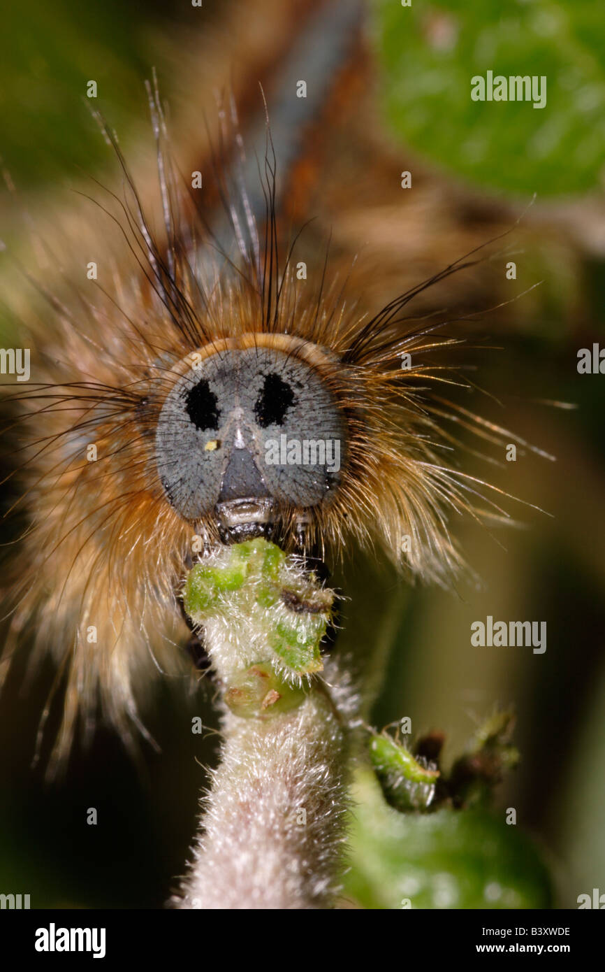 Lackey moth Malacosoma neustria Lasiocampidae caterpillar eating birch UK Stock Photo