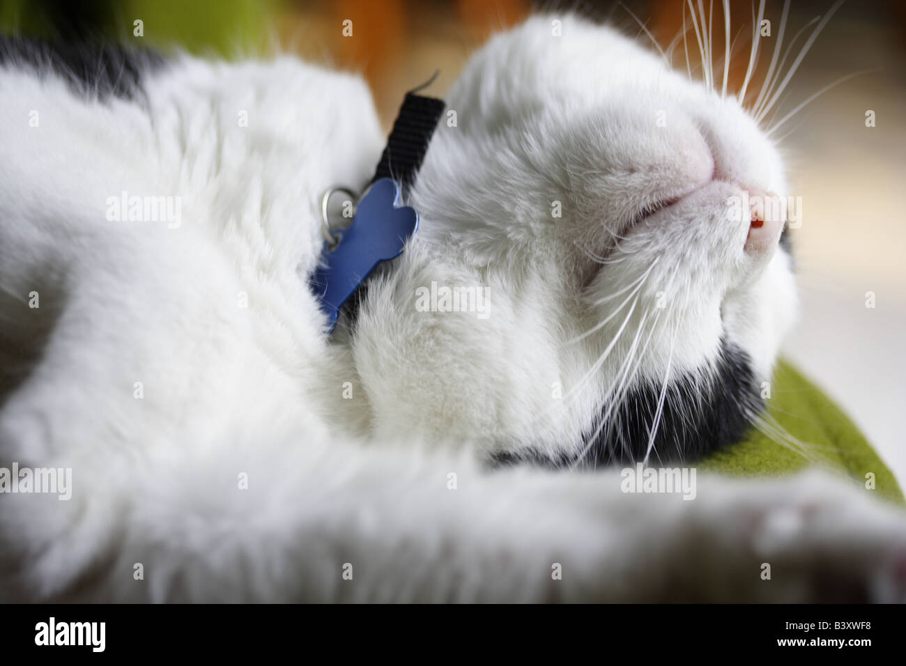 Black & White Cat Sleeping on his back on a sofa Stock Photo - Alamy