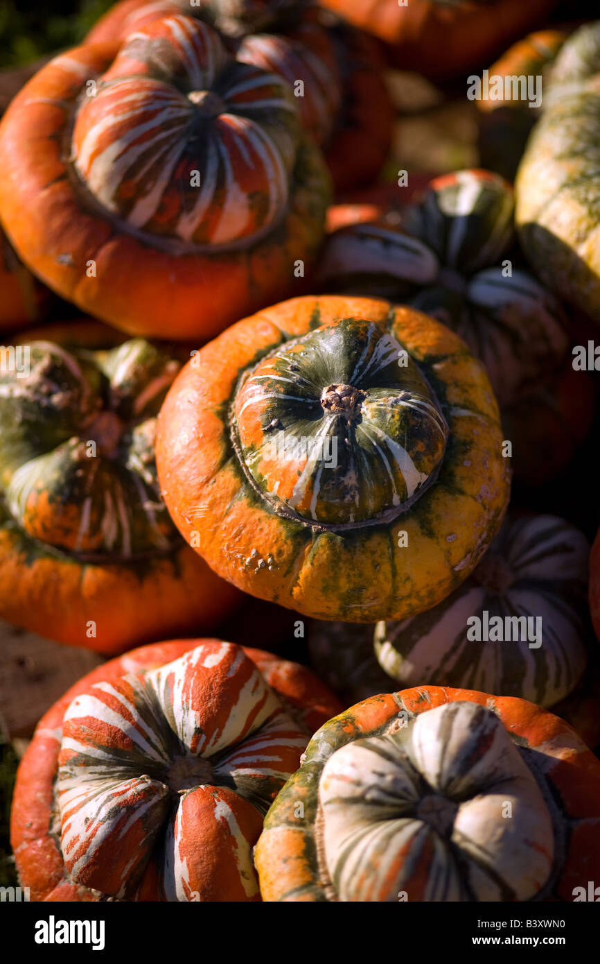 Turban pumpkins on display at a fall pumpkin patch Stock Photo - Alamy