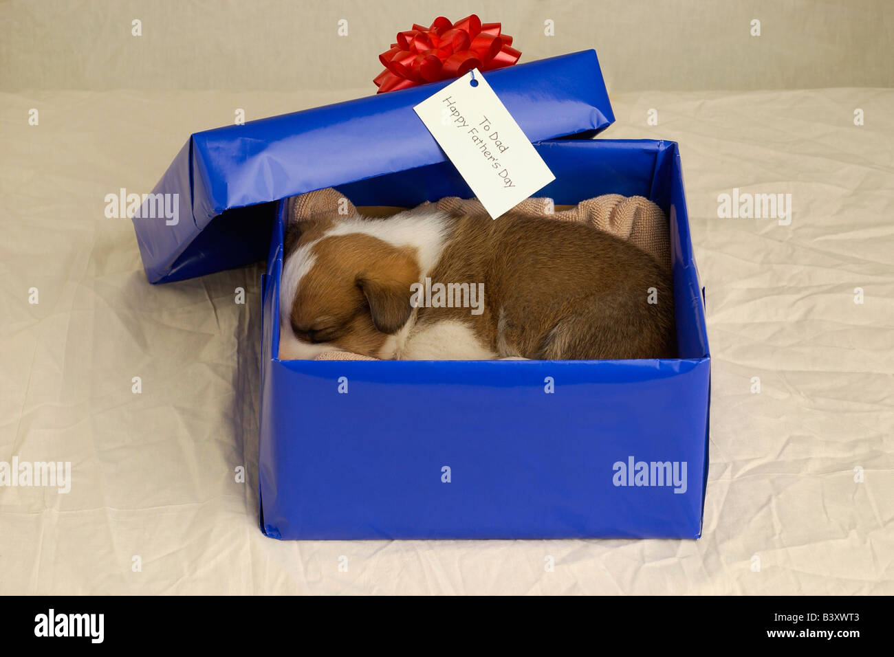 Puppy sleeping in a gift box Stock Photo Alamy