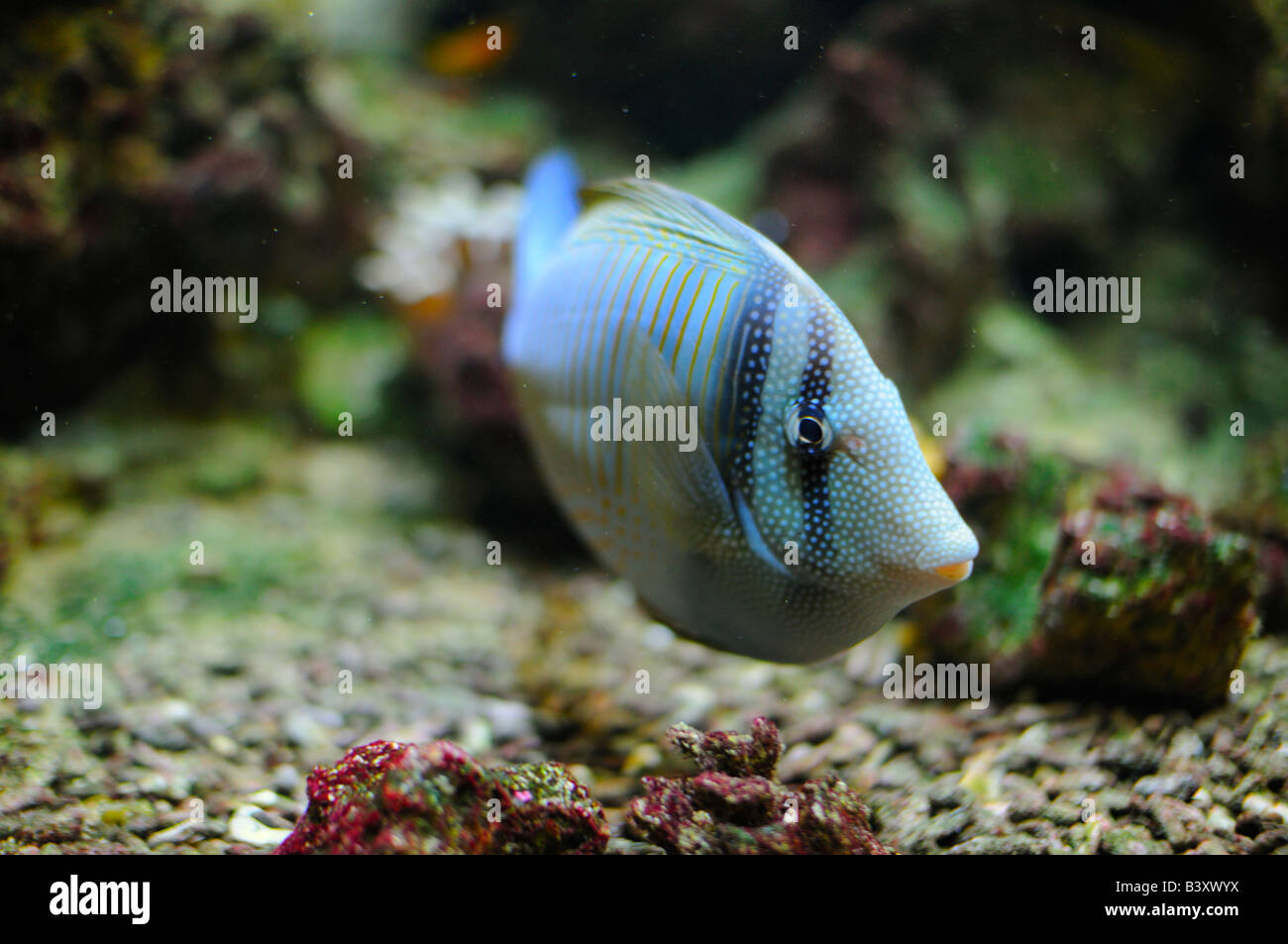 Red Sea sailfin tang Stock Photo