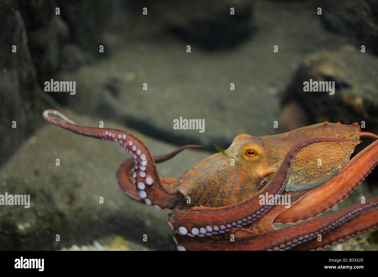 Common Octopus Octopus vulgaris Stock Photo Alamy