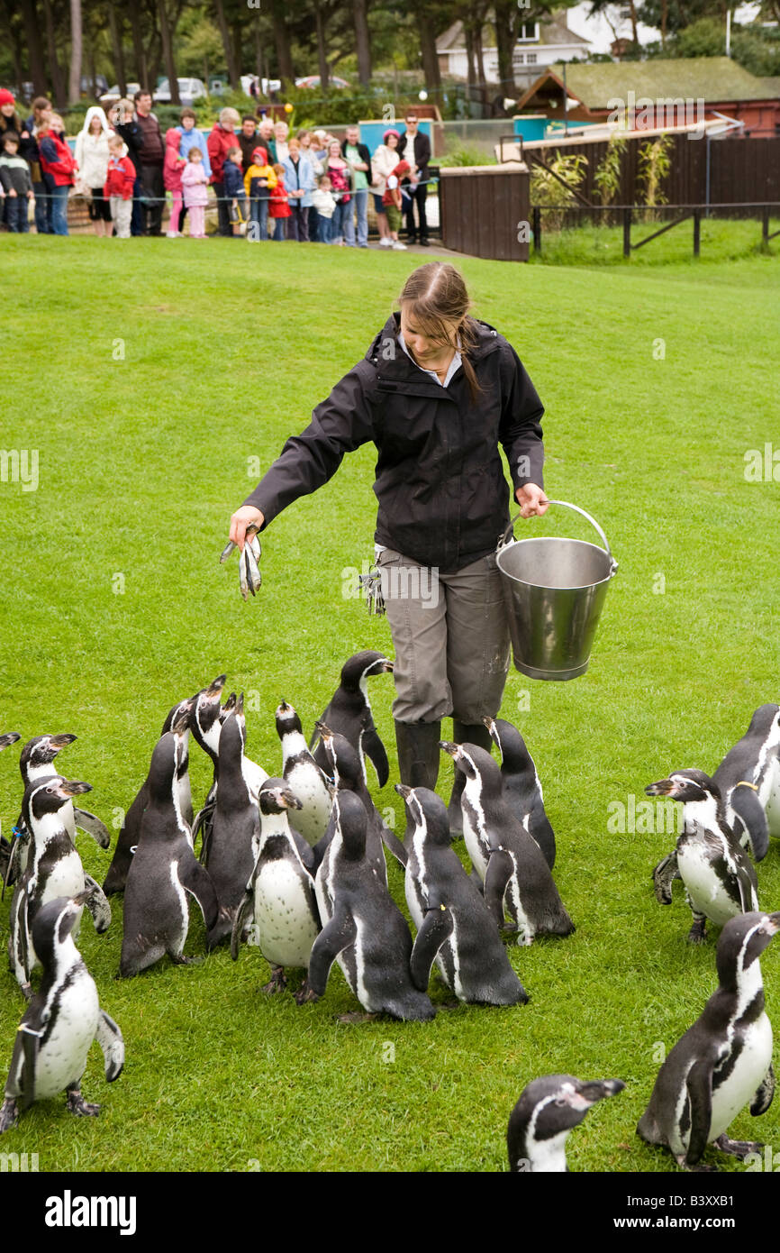 UK Wales Clwyd Colwyn Bay Welsh Mountain Zoo Humboldt Penguins being fed by keeper on daily parade Stock Photo