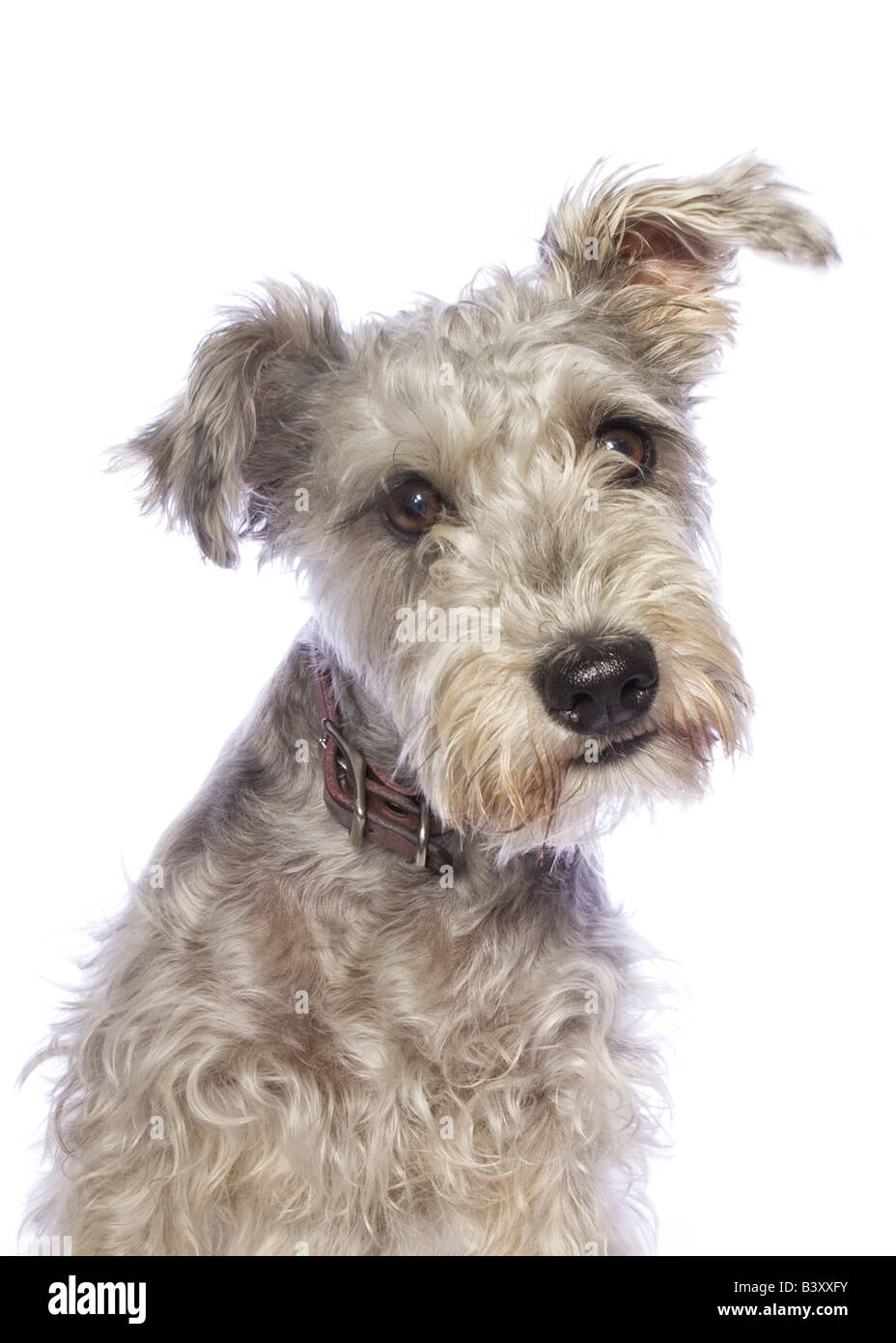 Schnauzer dog headshot on white background Stock Photo