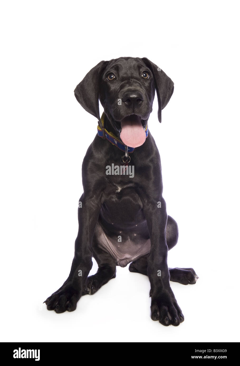 Adorable black Great Dane puppy isolated on white background Stock Photo