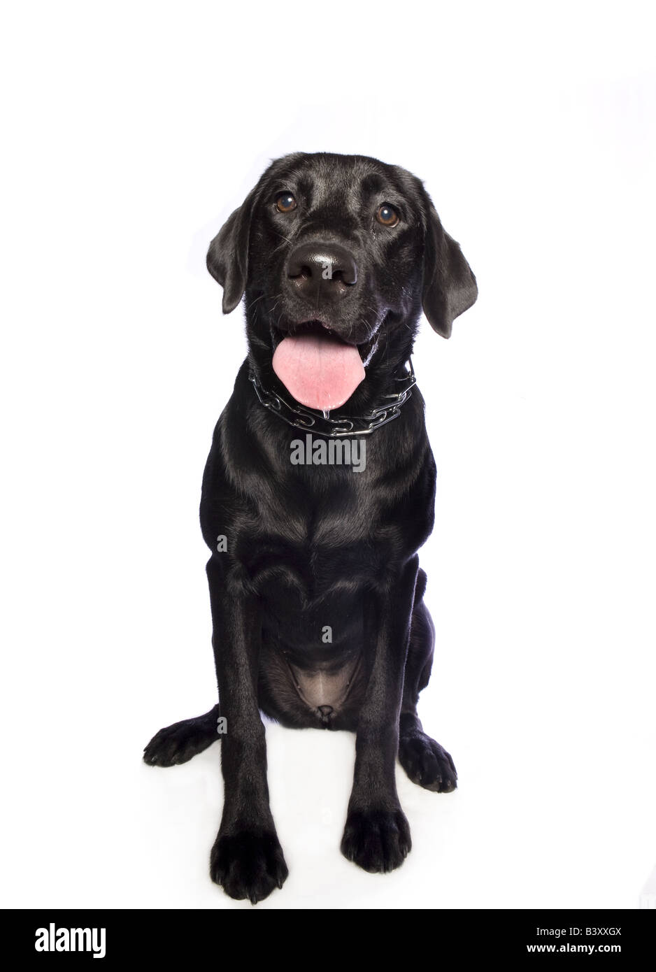 Black Labrador Retriever dog isolated on white background Stock Photo